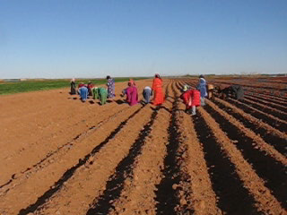 Euphrates Project - Syria - March 2010,  women seeding cotton.